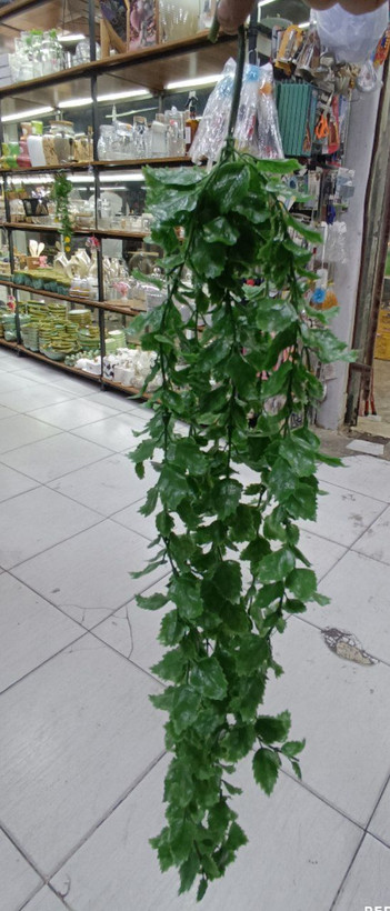 شمشاد رزماری